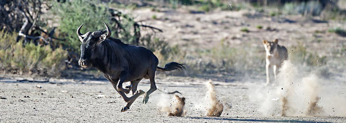A lioness pursues a blue wildebeest through the Namib Desert.
