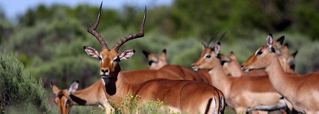 An impala ram with his harem.