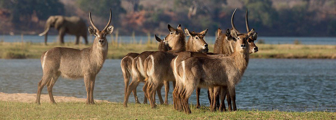 Waterbuck on the edge of a river in Zimbabwe.