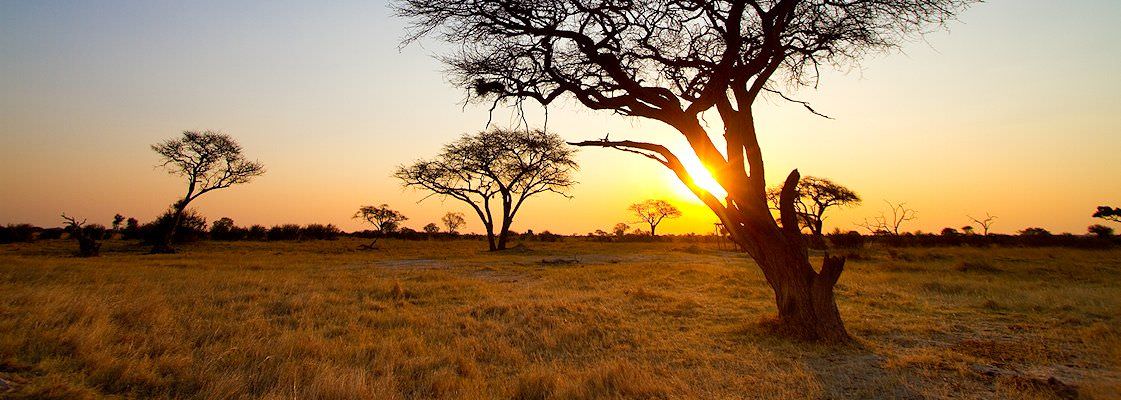 Acacia trees jut out from the bushveld in South Africa.