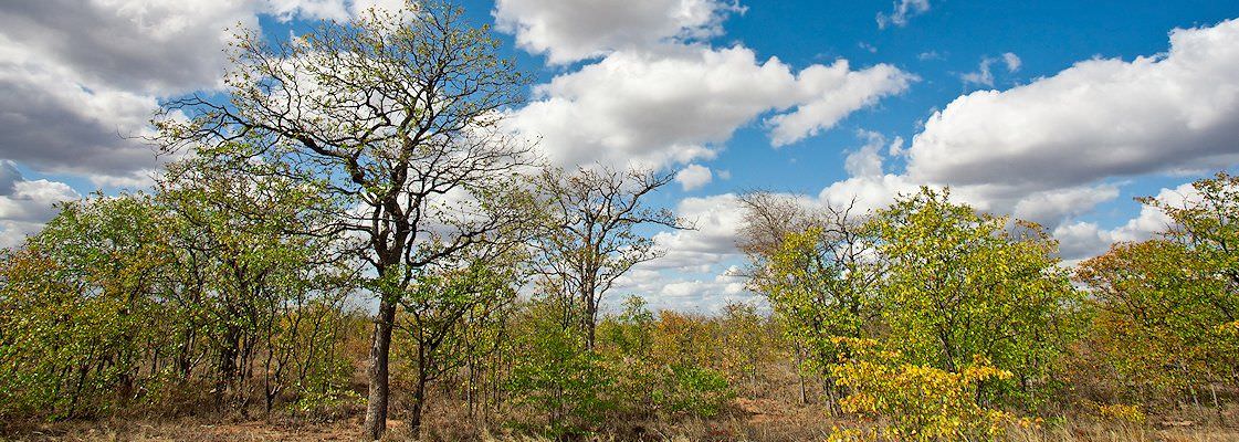 Mopani thickets in the wilderness of Zimbabwe.