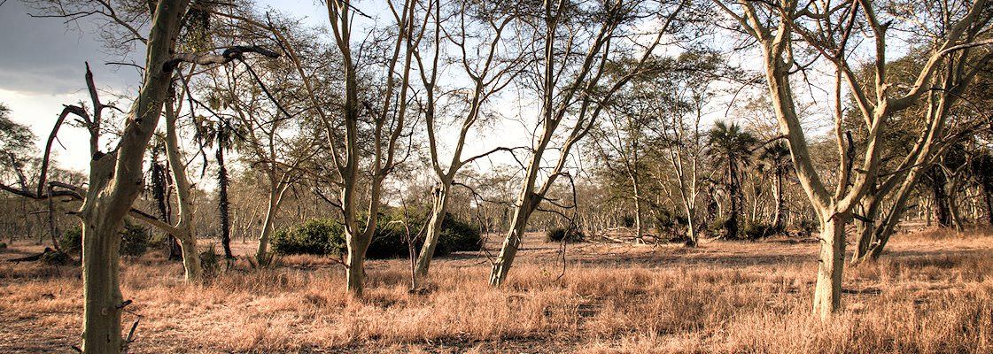 The wilderness of Mozambique.