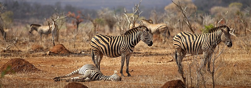 Zebra relaxing in the bushveld.