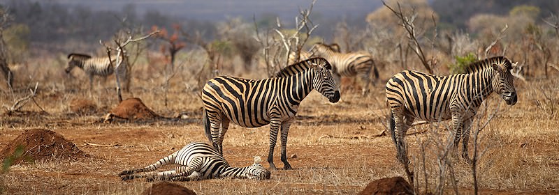 Zebra relaxing in the bushveld.