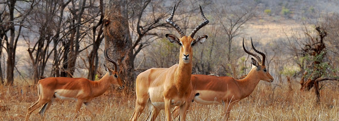 Watchful impala in the bush.
