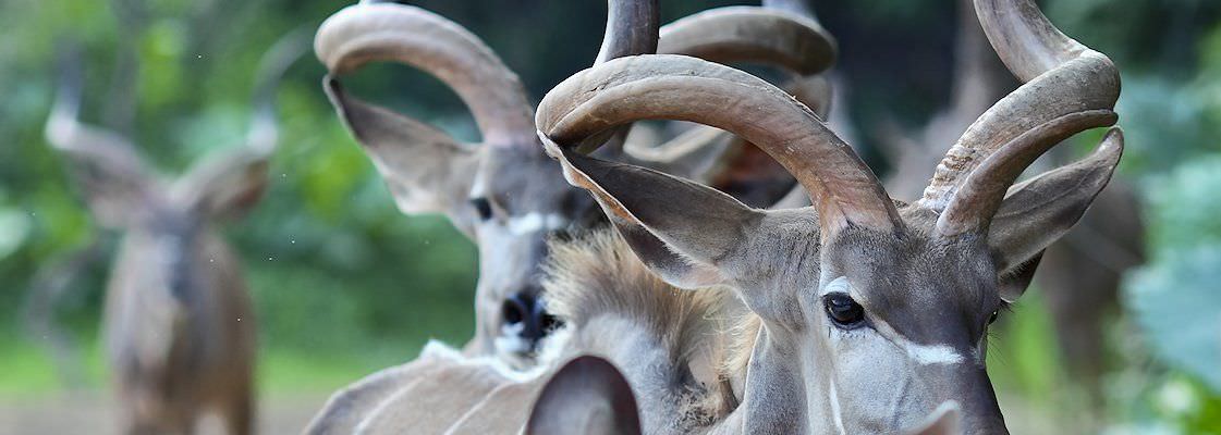 A close-up of a trio of kudu bulls.