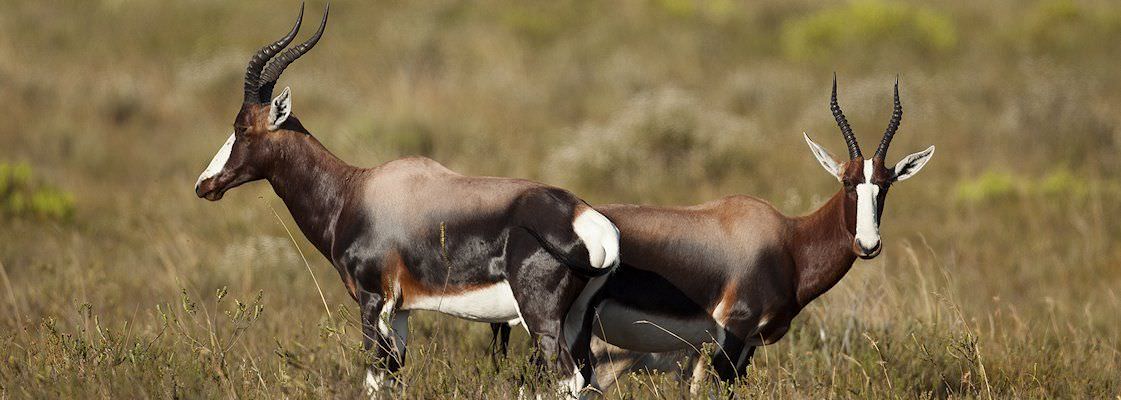 The handsome bontebok is endemic to South Africa.