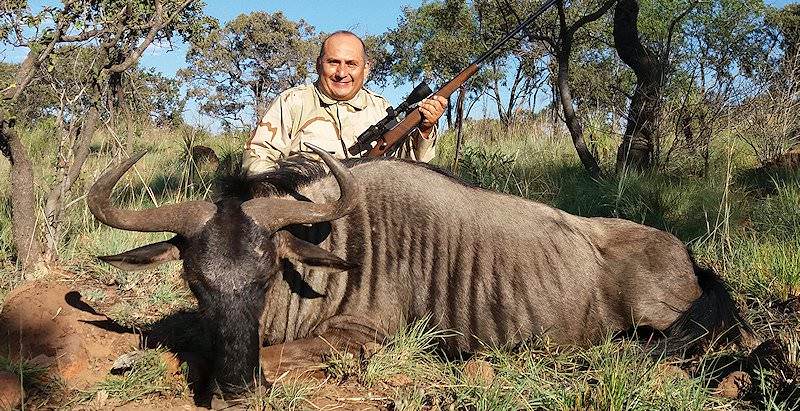 A triumphant blue wildebeest hunter.