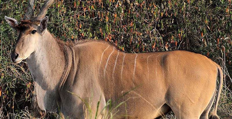 The Livingstone eland can be hunted in Zimbabwe.