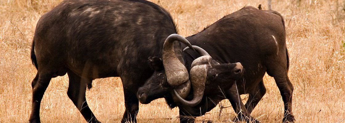 Male buffalo fight.