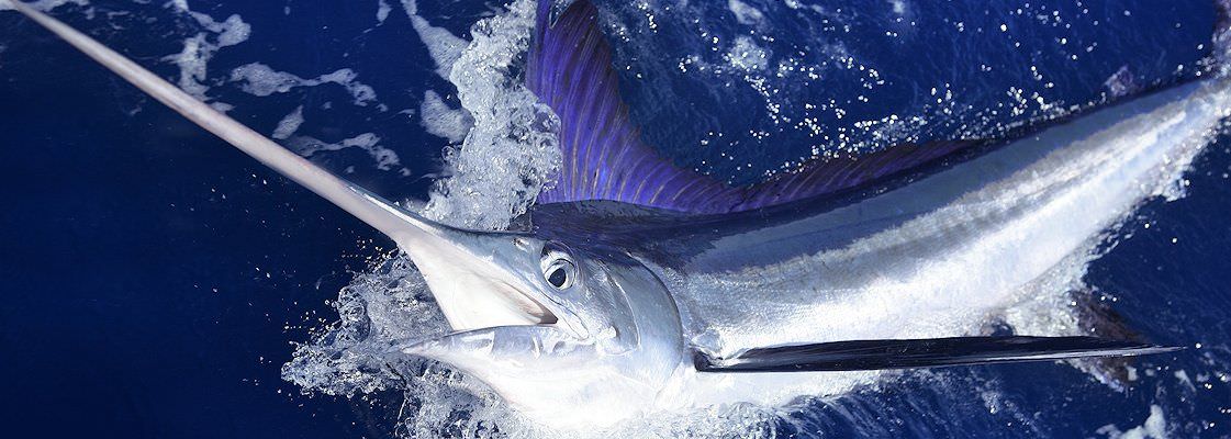 A marlin bursts from the water.