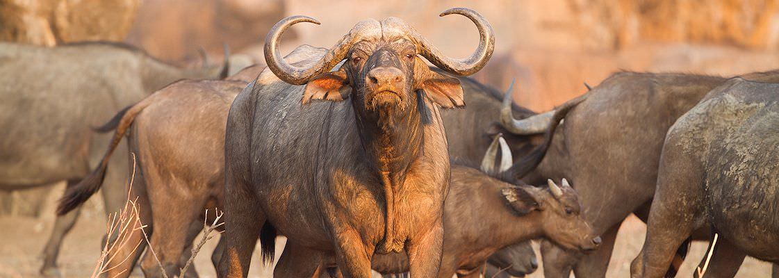 A close-up of a buffalo bull in a herd.