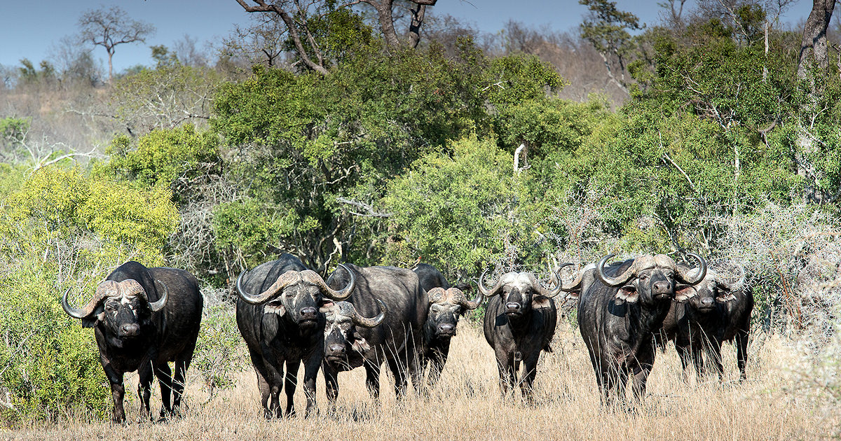 African Sky Hunting Safaris