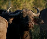 A Cape buffalo.