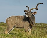 A fine kudu specimen.