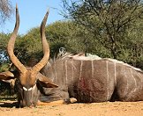 A spectacular nyala bull trophy.