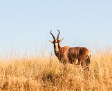 A blesbok.