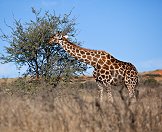 A giraffe snacks on a thorn tree.