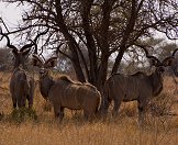 A bachelor herd of kudus.