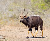 A nyala bull spotted in the bush.