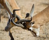 A pair of springboks lock horns.
