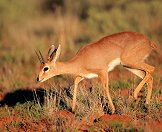 A steenbok.