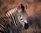 A Burchell's zebra.